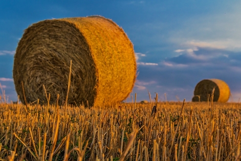 Primera estimación de las cifras macroeconómicas del sector agrario 