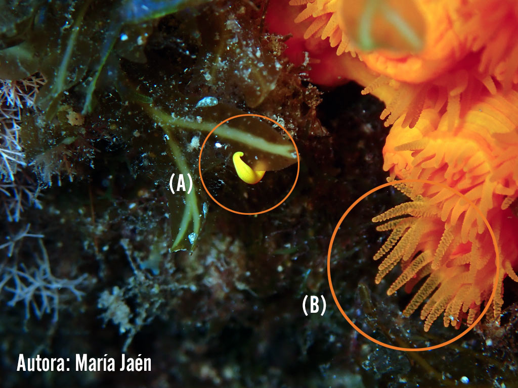 Larva antes de asentamiento y tentáculos de coral naranja desde donde se desprende la larva
