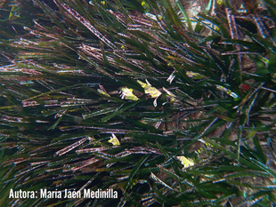 Inflorescencia de Posidonia oceánica en la reserva marina de Cabo de Gata-Níjar
