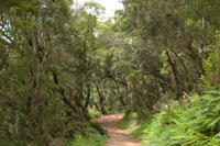 Parque Nacional de Garajonay