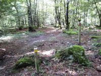 El Camino bajo el dosel del hayedo del Monte Santiago