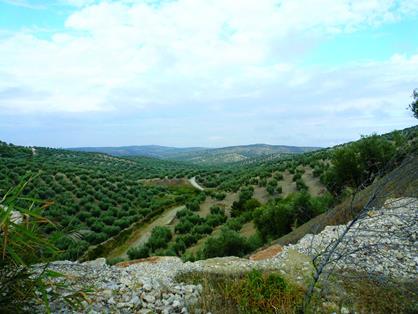 Mar de olivos